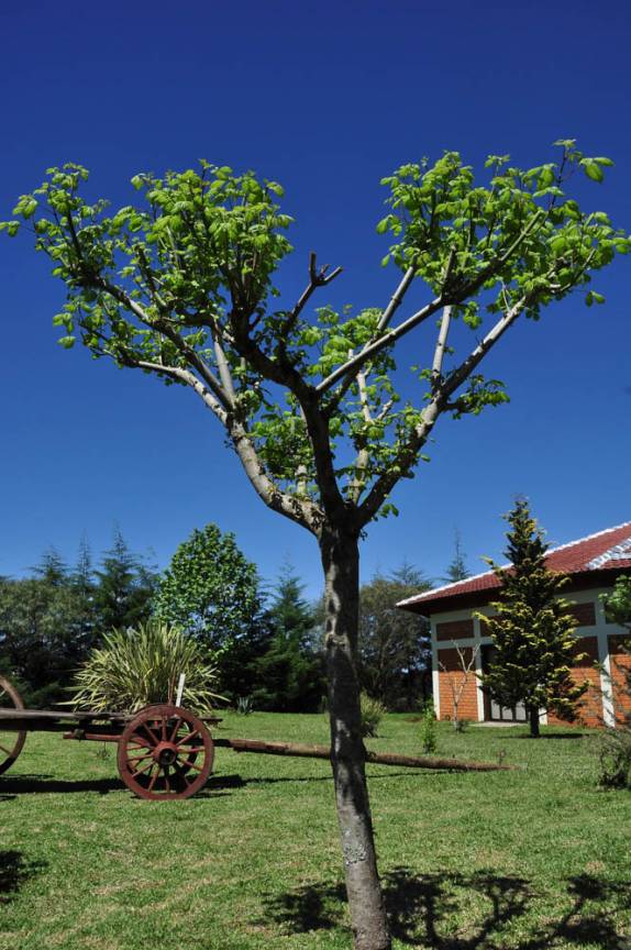 Uma Tilia, árvore comum na Áustria e, agora, em Treze Tilias, em Santa Catarina